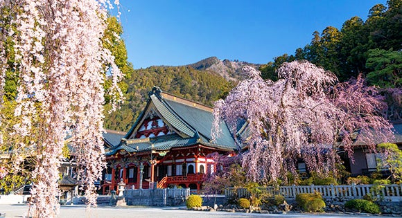 <新宿発・西船橋発> 樹齢400年!身延山久遠寺しだれ桜 と 三嶋大社の桜 山梨&静岡ぐる~り周遊・富士山麓さくら紀行1